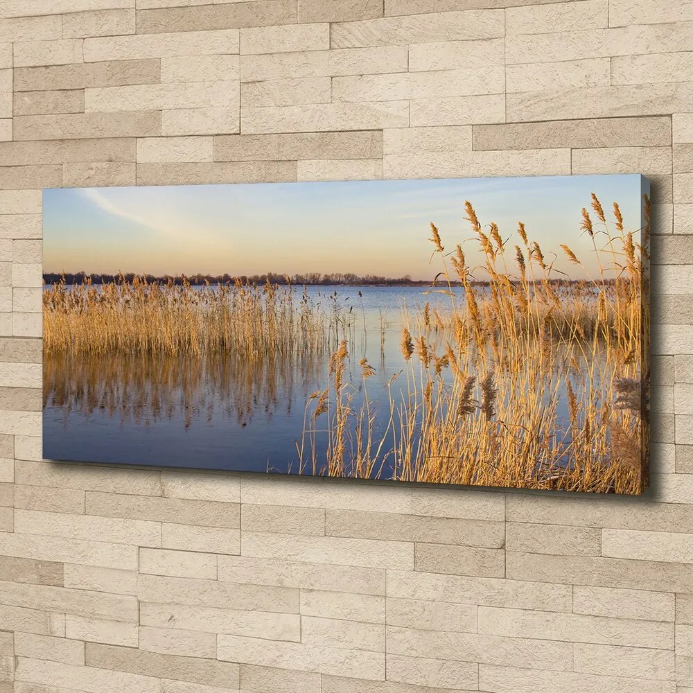 Print pe canvas Apă stuf