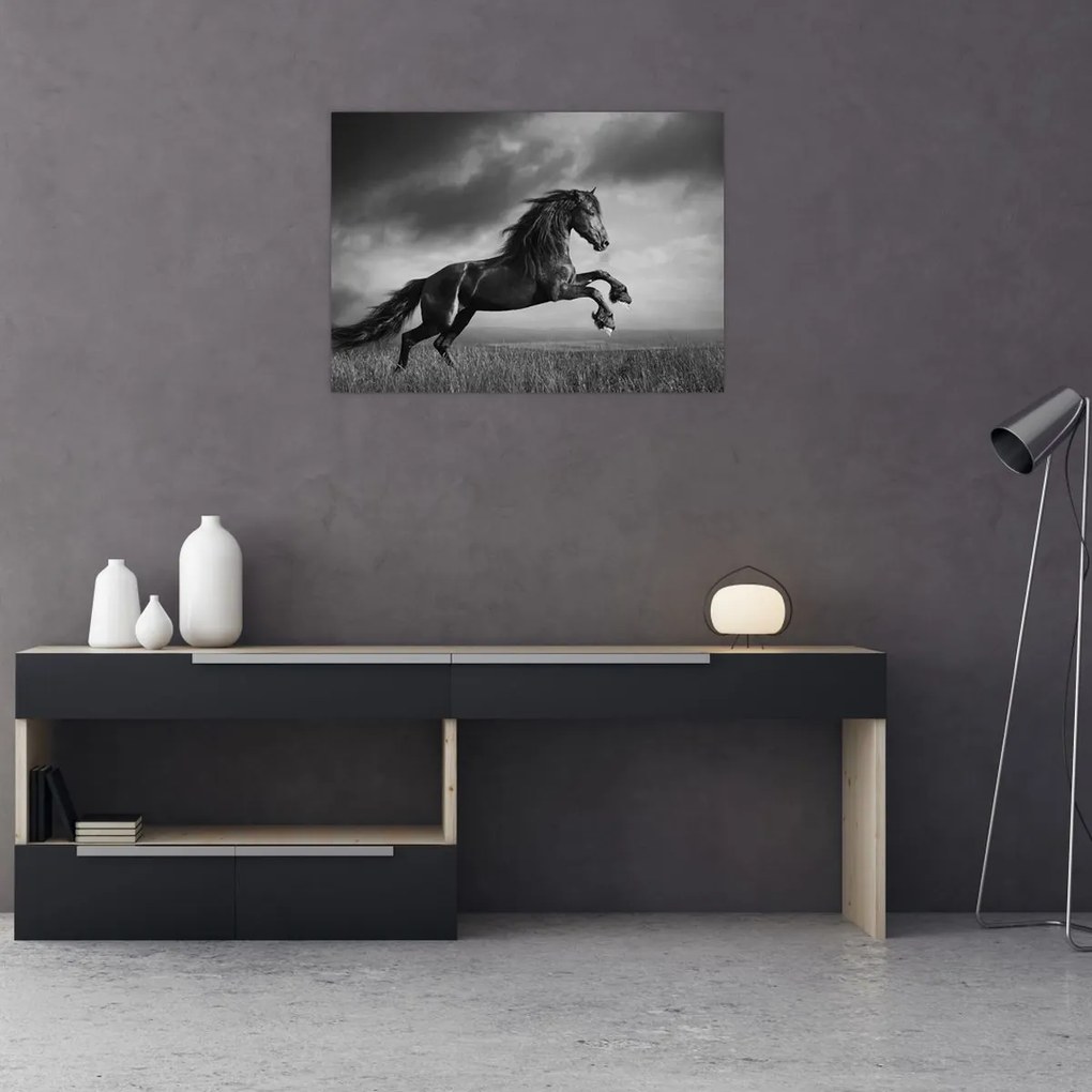 Tablou - Cal alb și negru (70x50 cm)