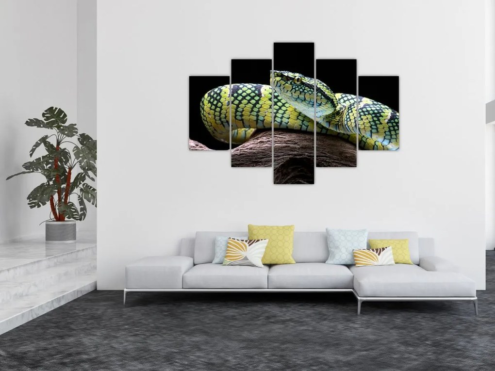 Tablou - Șarpele cu clopoței al lui Wagler (150x105 cm)