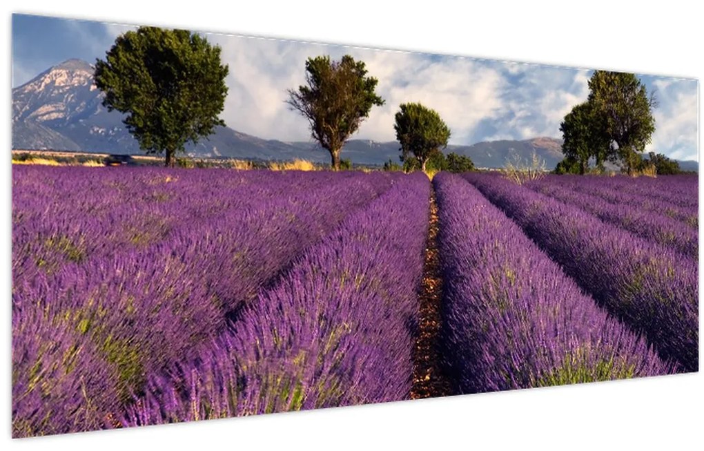 Tablou - câmp de lavandă și munți (120x50 cm)