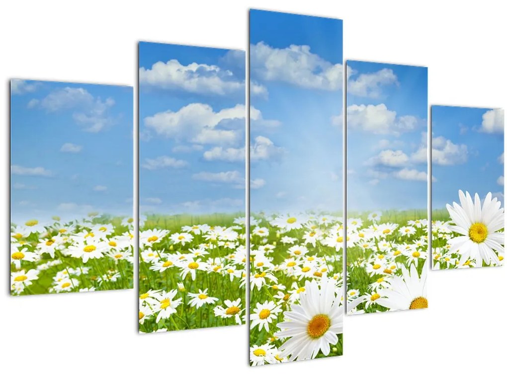 Tablou cu luncă înflorită cu margarete (150x105 cm)