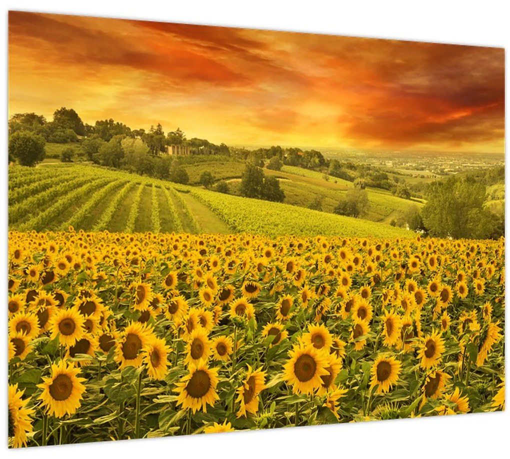 Tablou pe sticlă - Câmp de floarea-soarelui (70x50 cm)