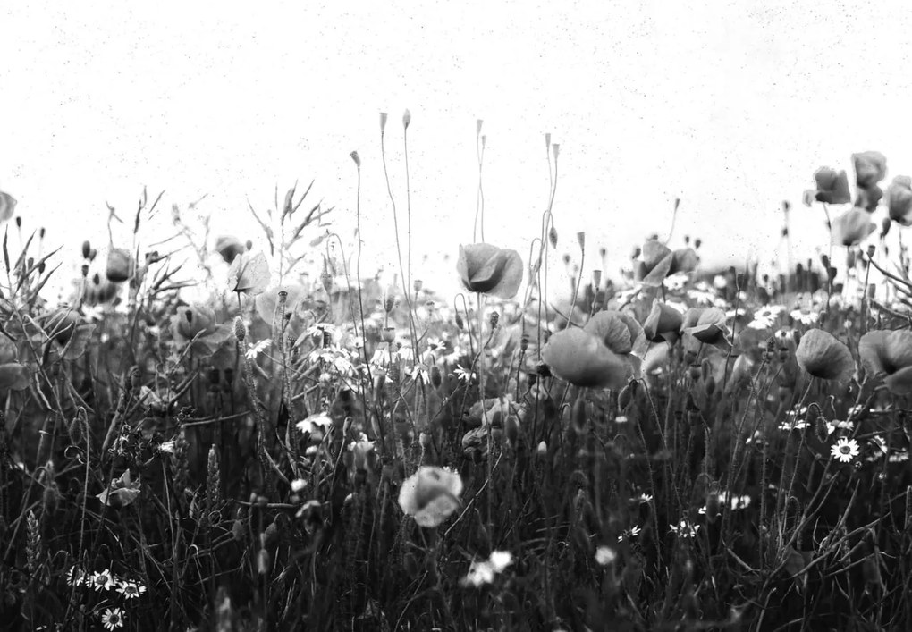 Tapet Poppy Field, Black &amp; White, Rebel Walls