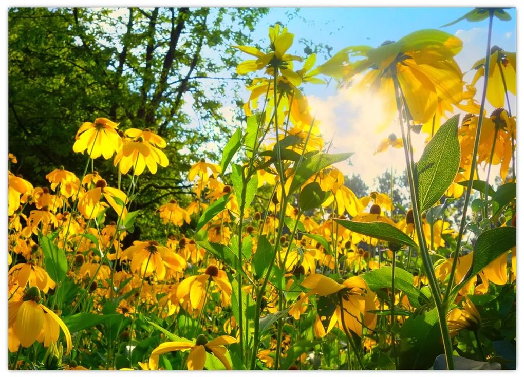 Tablou pe sticlă - Flori galbene (70x50 cm)