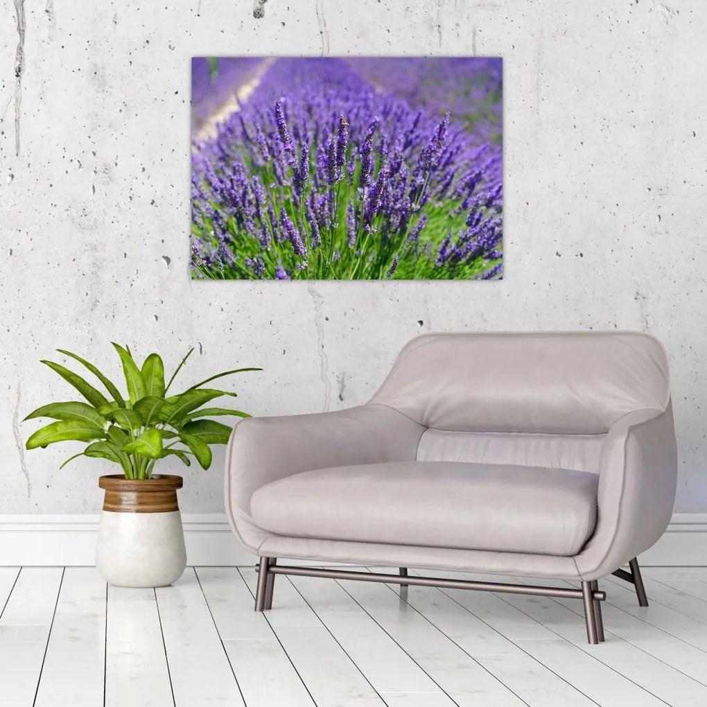 Tablou pe sticlă - lavanda (70x50 cm)