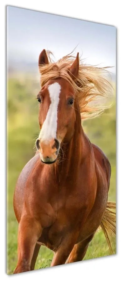 Tablou din Sticlă Un cal în galop