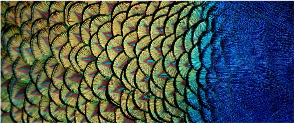 Tablou - Pene de păun (120x50 cm)