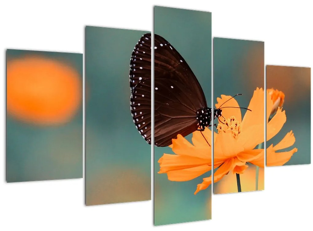 Tablou - fluture pe o floare portocalie (150x105 cm)
