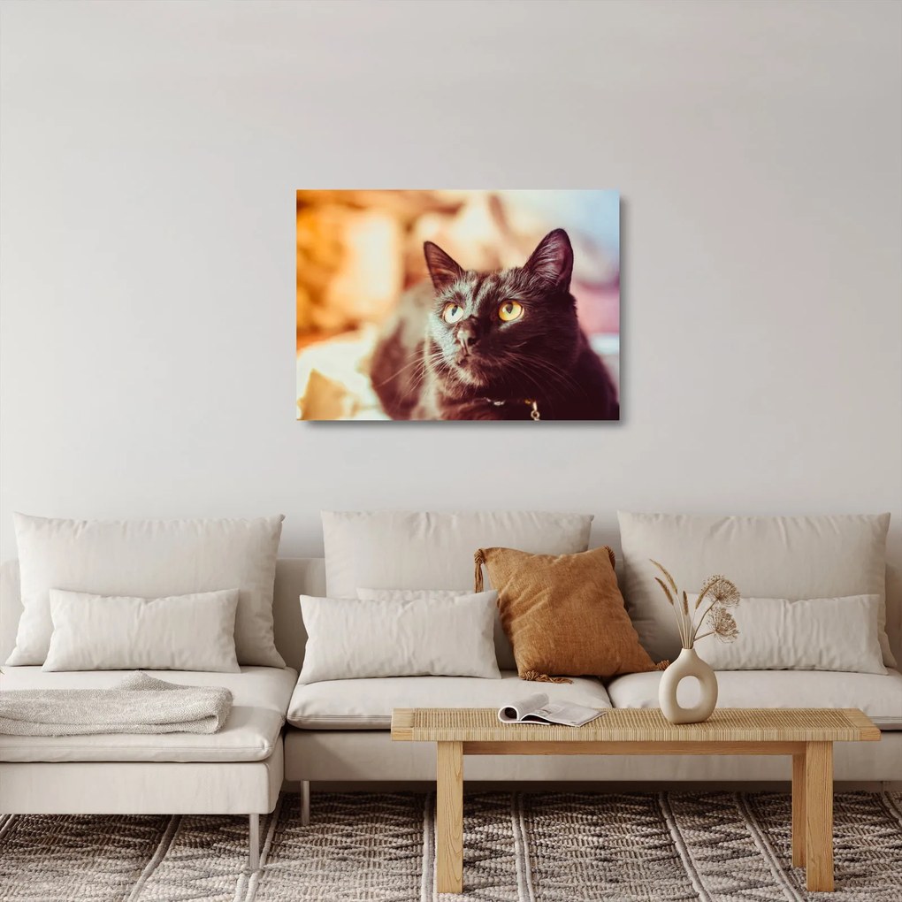 Tablou pe sticlă pisica neagră (70x50 cm)
