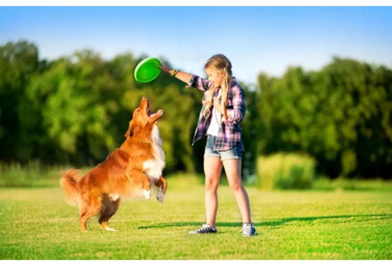 Frisbee pentru caini Flyber 62175, 22 cm, Forma unica, Inofensiv pentru dintii cainilor, Verde