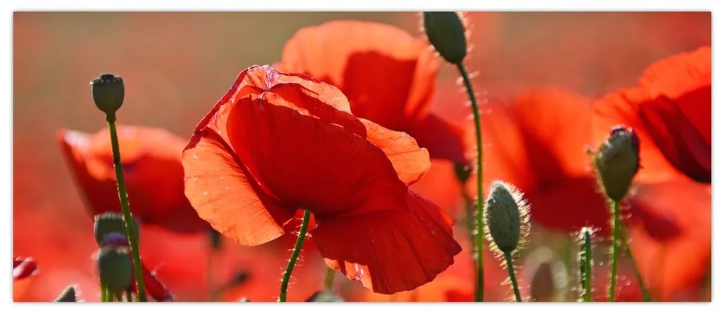 Tablou cu flori de maci (120x50 cm)