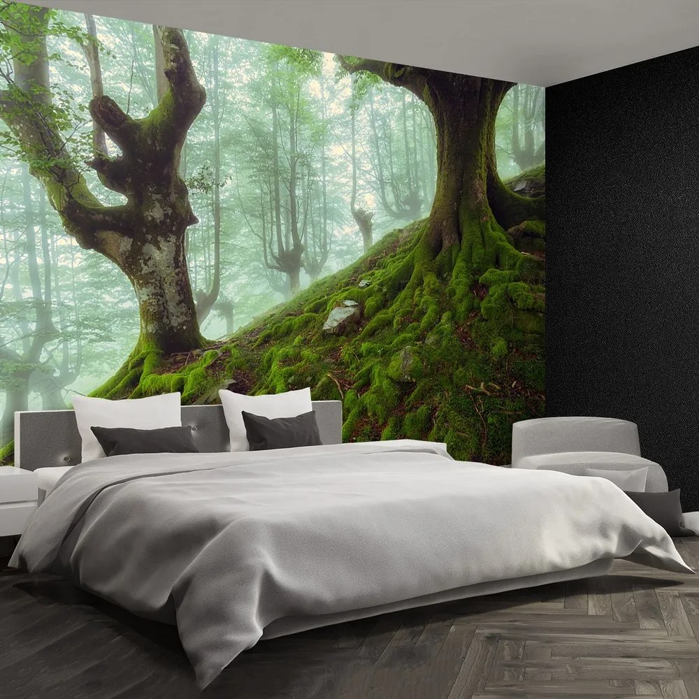 Fototapet fag Forest