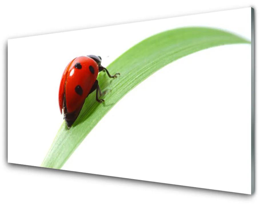 Tablou pe sticla Ladybird Beetle Natura Verde Roșu Negru