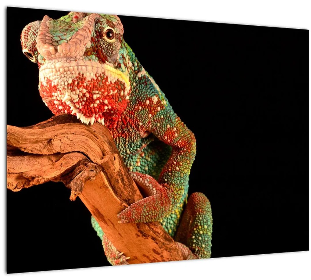 Tablou cu cameleon pe creangă (70x50 cm)