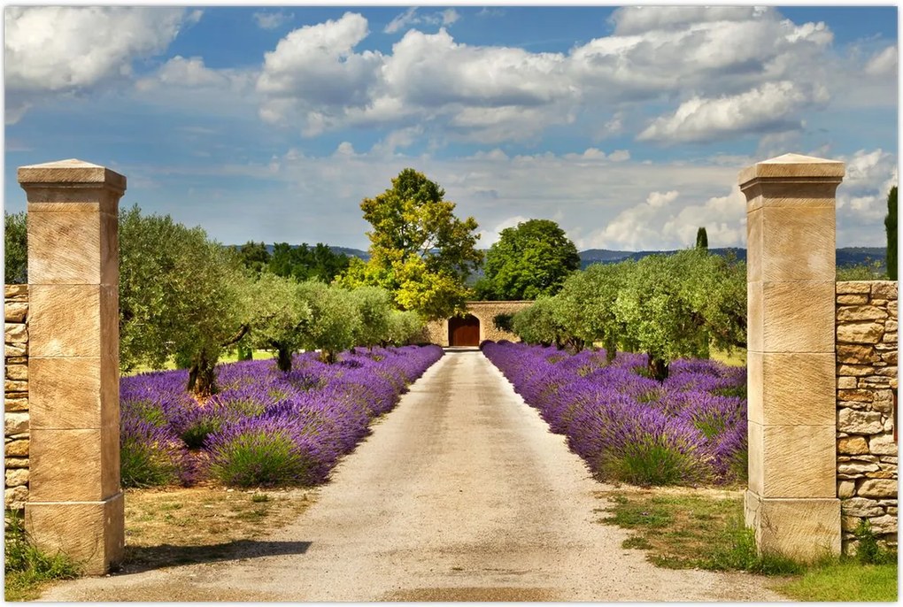 Tablou - Căi de lavandă (90x60 cm)