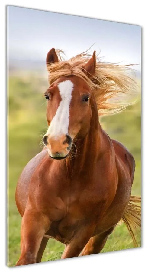 Tablou din Sticlă Un cal în galop