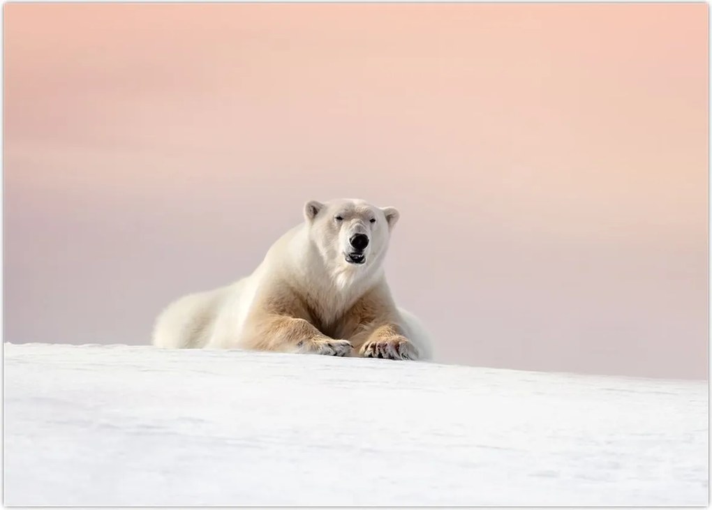 Tablou - Urs polar (70x50 cm)