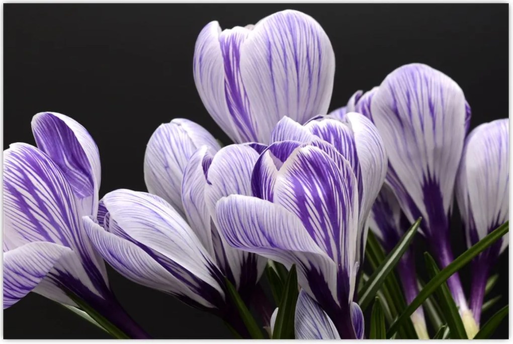 Tablou - Crocus violet (90x60 cm)