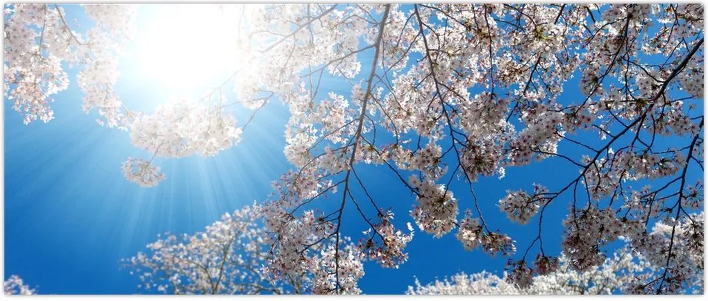 Tablou - Flori de cireș (120x50 cm)