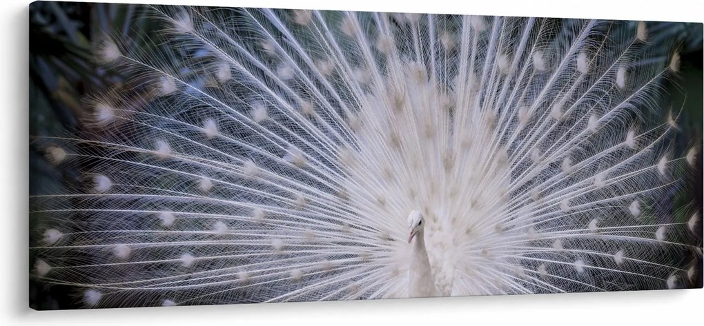 Tablou - Păun alb (120x50 cm)