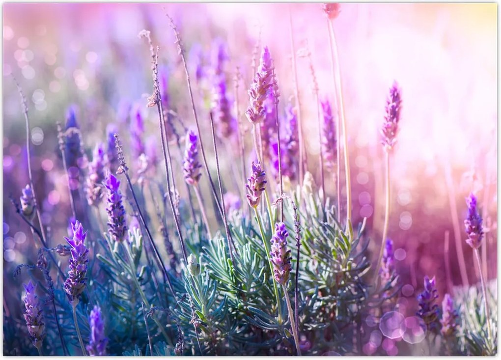 Tablou - Lavandă în strălucirea soarelui (70x50 cm)