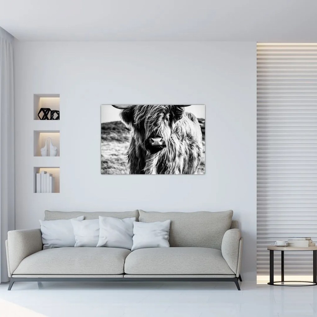 Tablou - Highland - vacă scoțiană (90x60 cm)