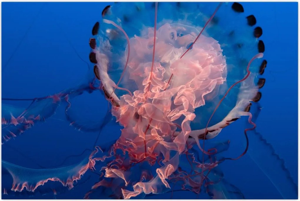 Tablou - Medusa (90x60 cm)