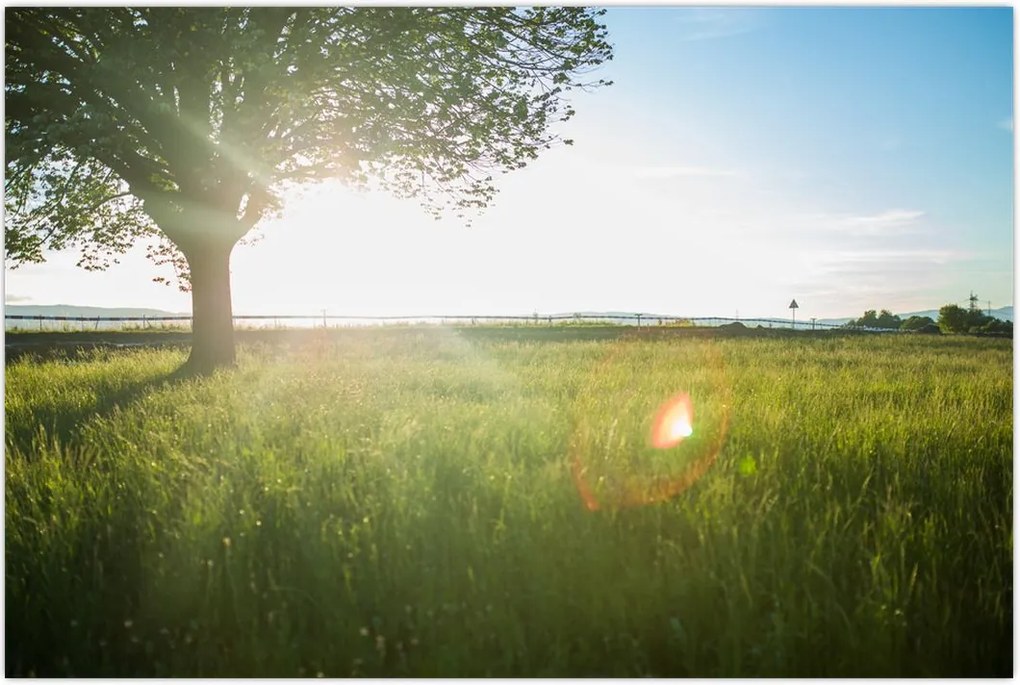 Tablou - Copac în câmp (90x60 cm)