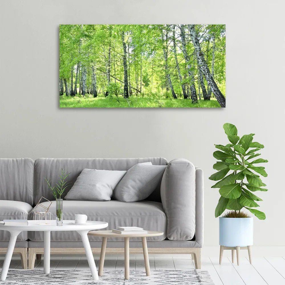 Imprimare tablou canvas Pădurea de mesteacăn