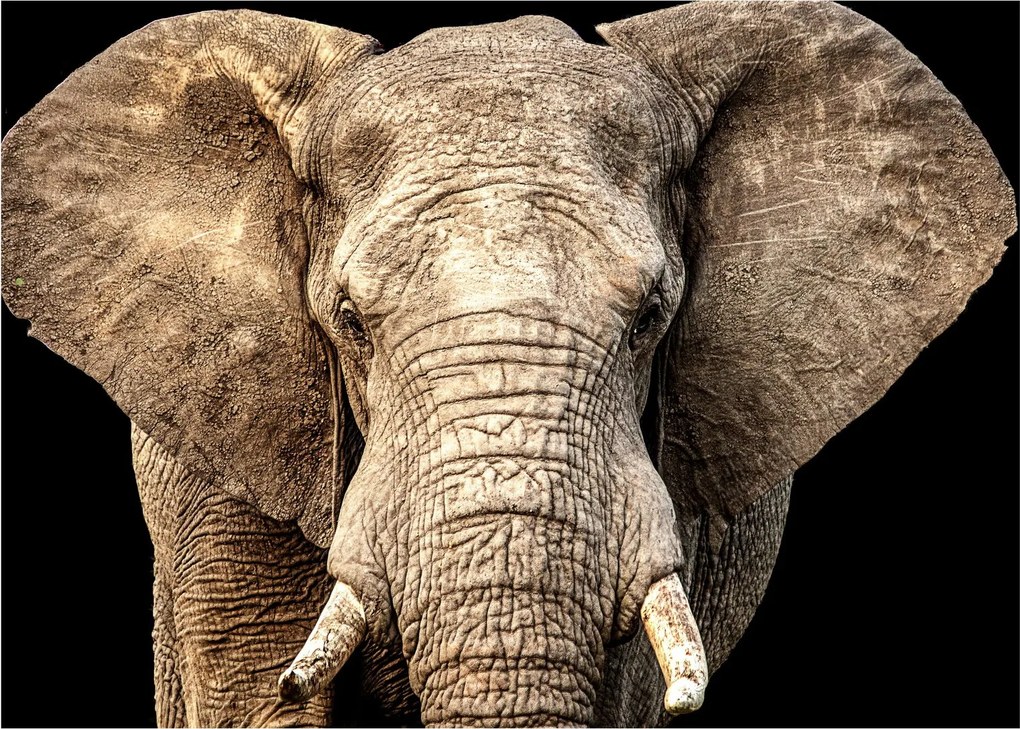 Tablou - Elefant african (70x50 cm)