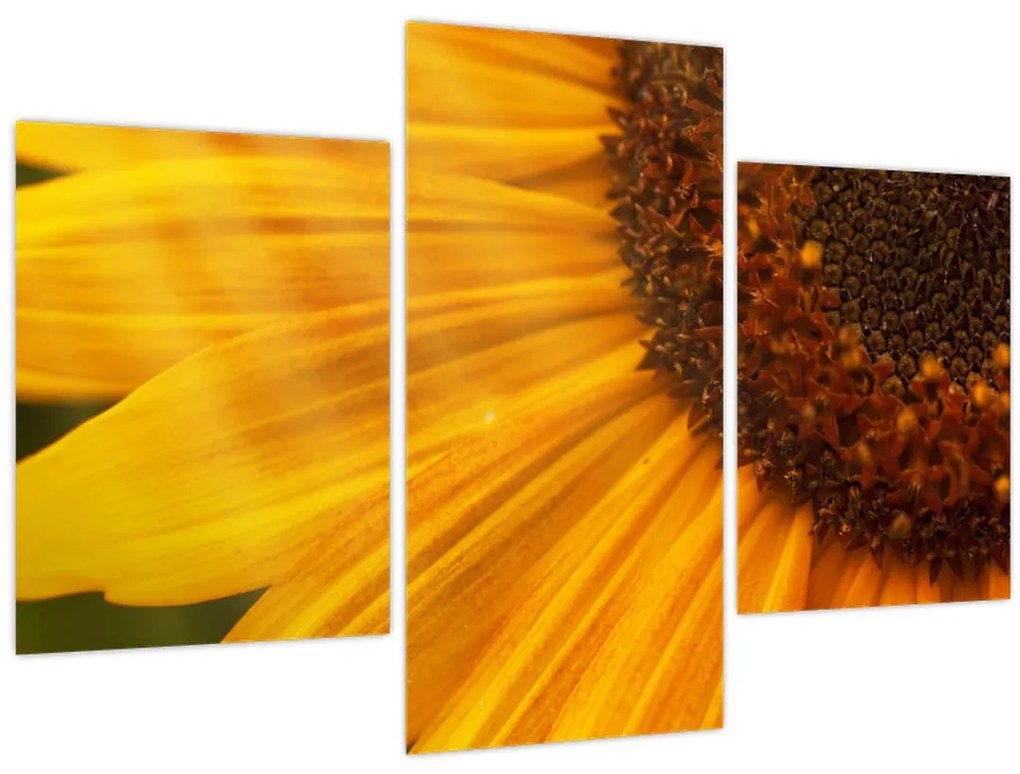 Tablou - Floarea-soarelui (90x60 cm)