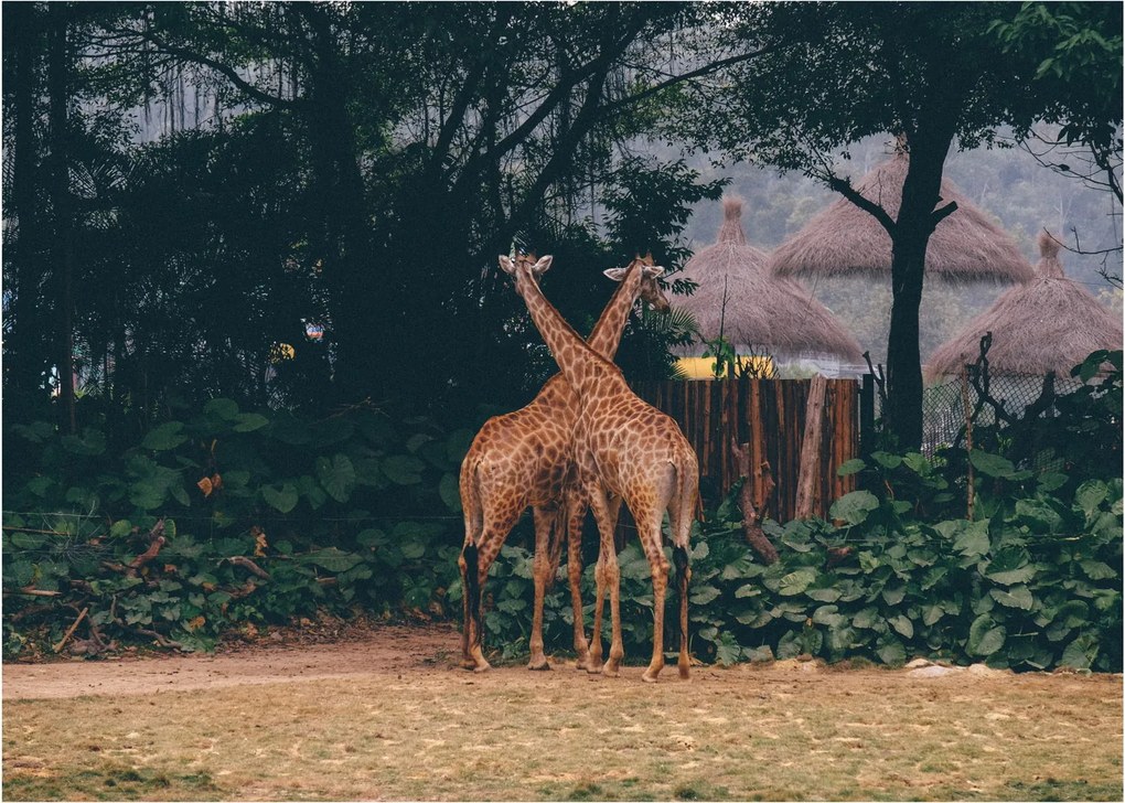Tablou pe sticlă cu două girafe (70x50 cm)