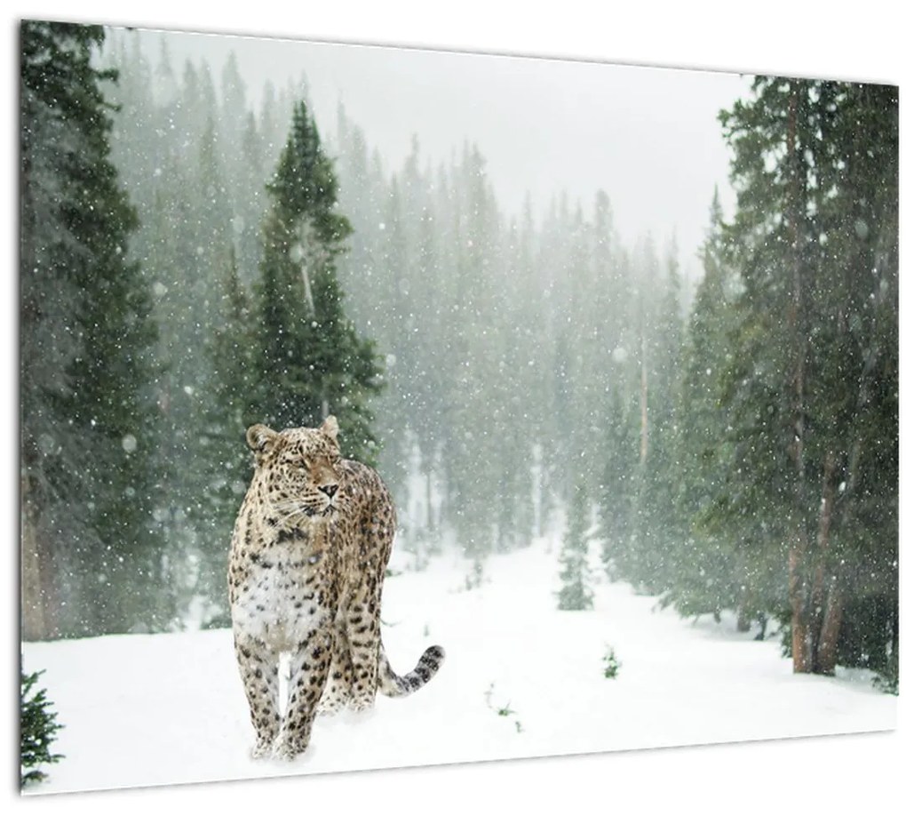 Tablou pe sticlă cu leopard în zăpadă (70x50 cm)