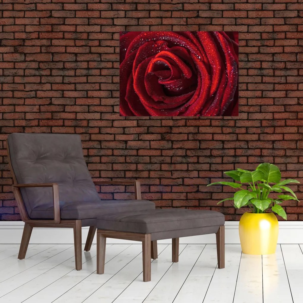 Tablou pe sticlă - Trandafir roșu cu picături de rouă (70x50 cm)