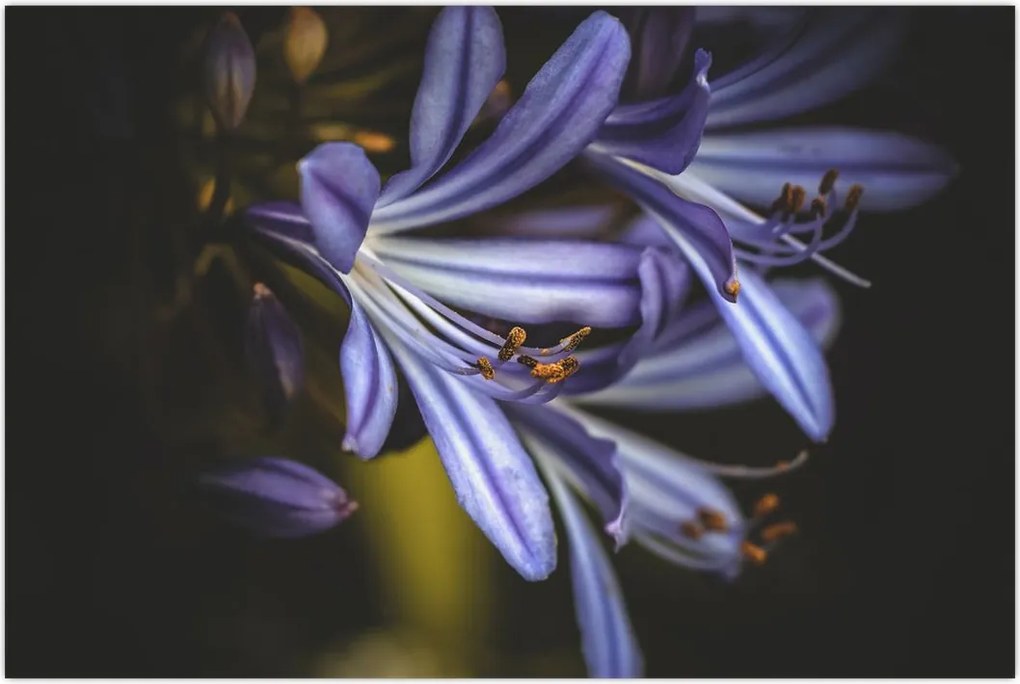 Tablou - Lila (90x60 cm)