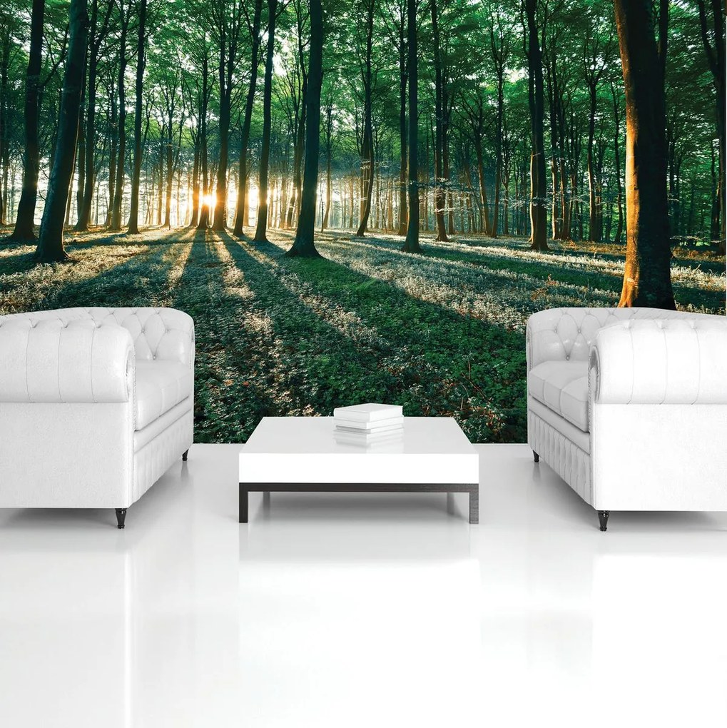 Fototapet - Pădure (152,5x104 cm)