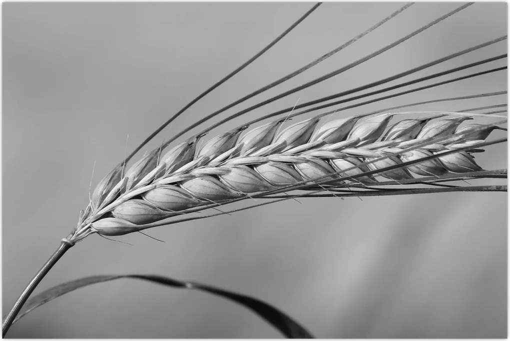 Tablou - Grâu,alb-negru (90x60 cm)