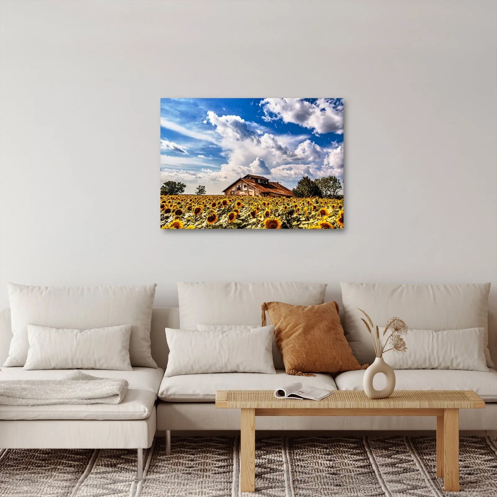 Tablou cu câmp de floarea soarelui (70x50 cm)