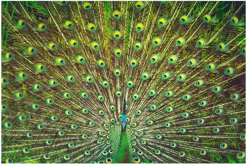 Tablou - Peacock (90x60 cm)