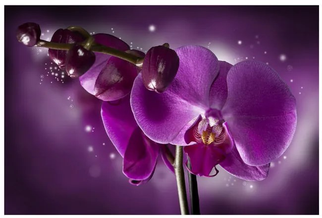 Fototapet - Fairy tale and orchid