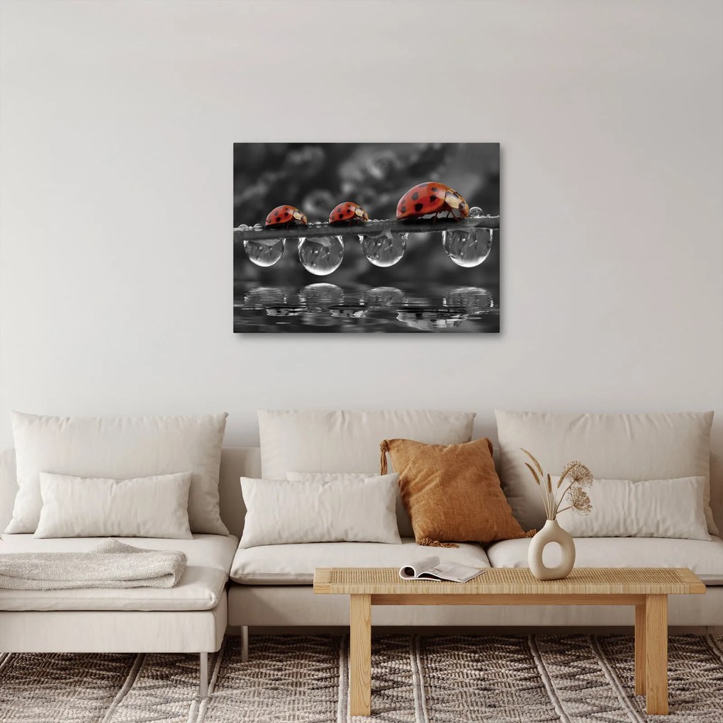 Tablou - Floarea-soarelui, alb și negru (70x50 cm)