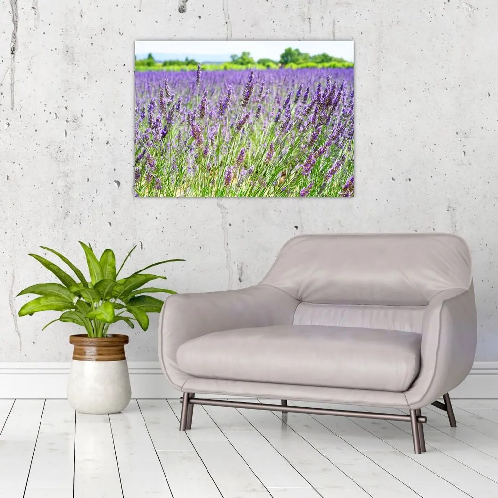 Tablou - Lavandă în câmp (70x50 cm)