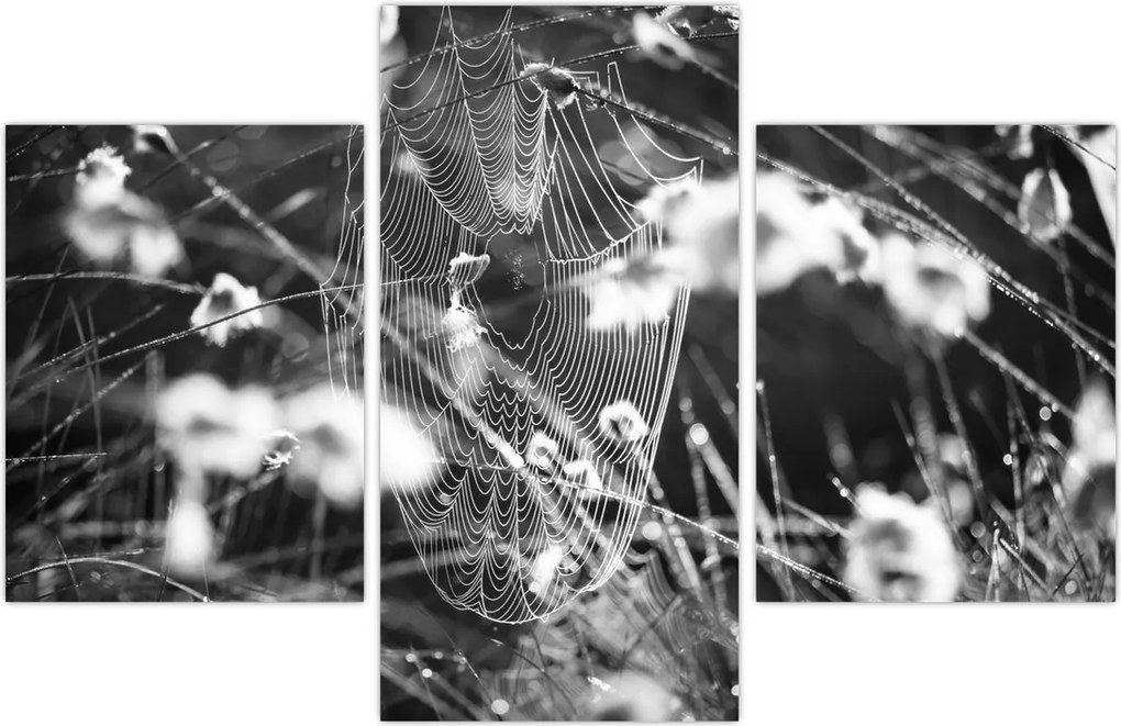 Tablou - Pânza de păianjen în pajiște (90x60 cm)