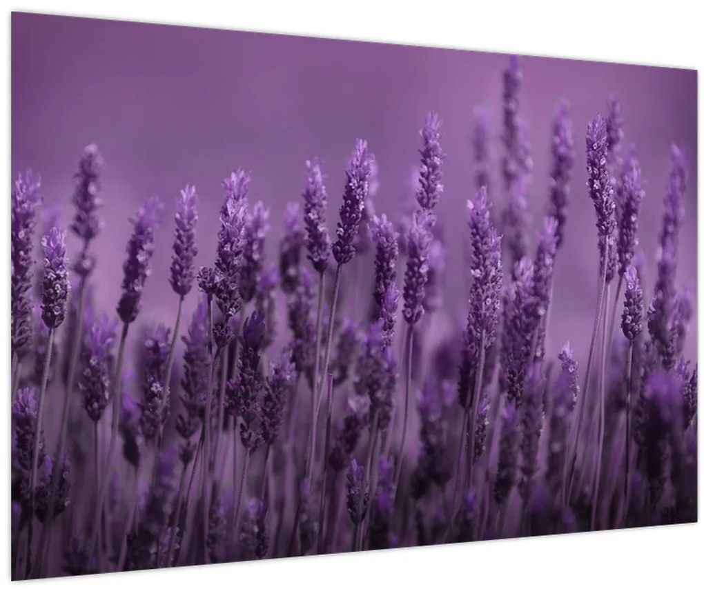 Tablou - Lavanda (90x60 cm)