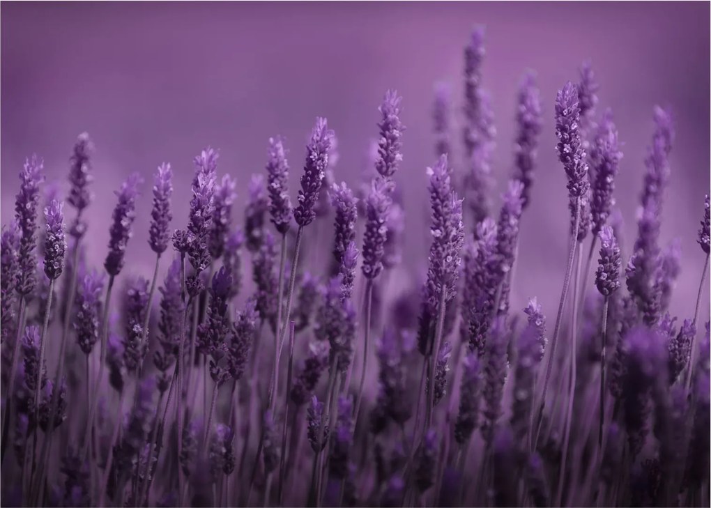 Tablou pe sticlă - Lavanda (70x50 cm)