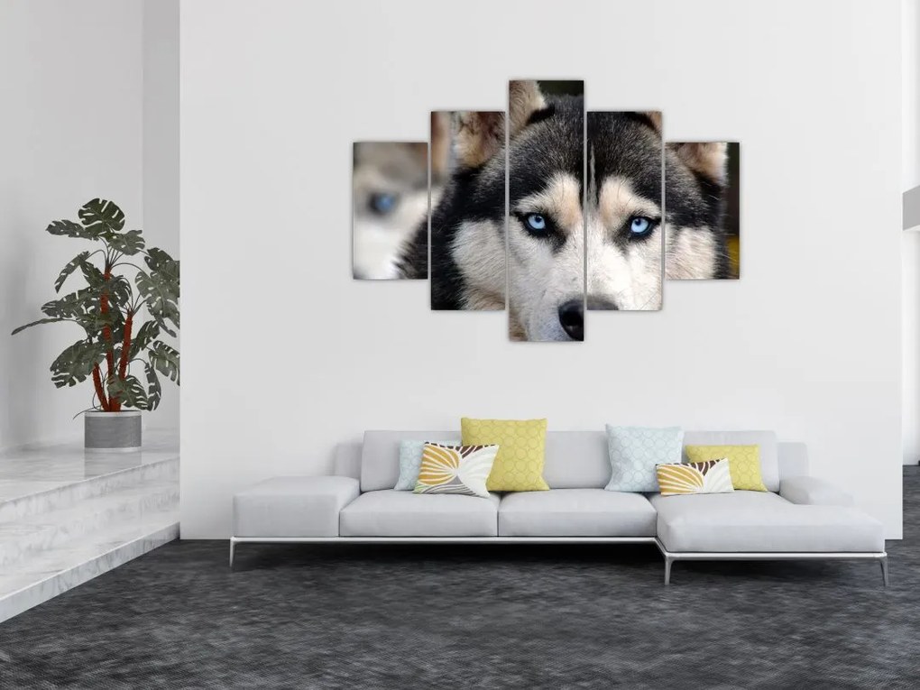Tablou cu câinele husky (150x105 cm)