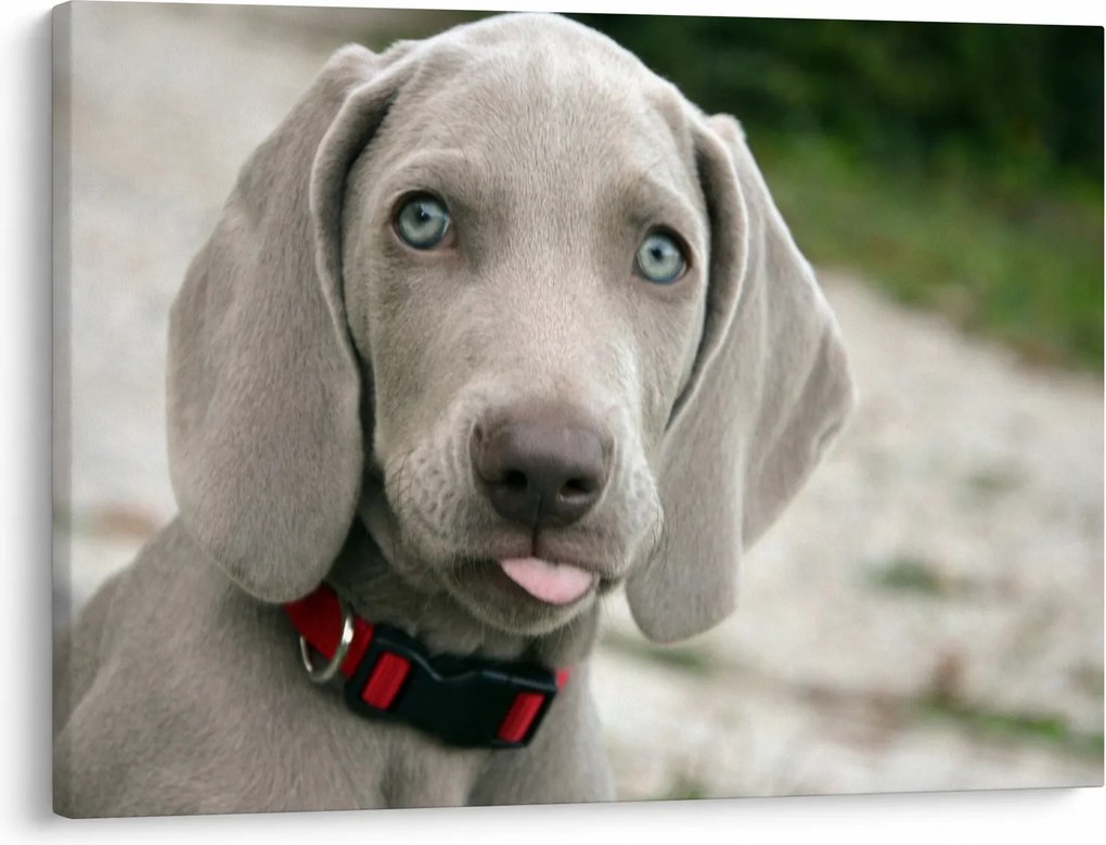 Tablou - cățeluș weimaraner (70x50 cm)
