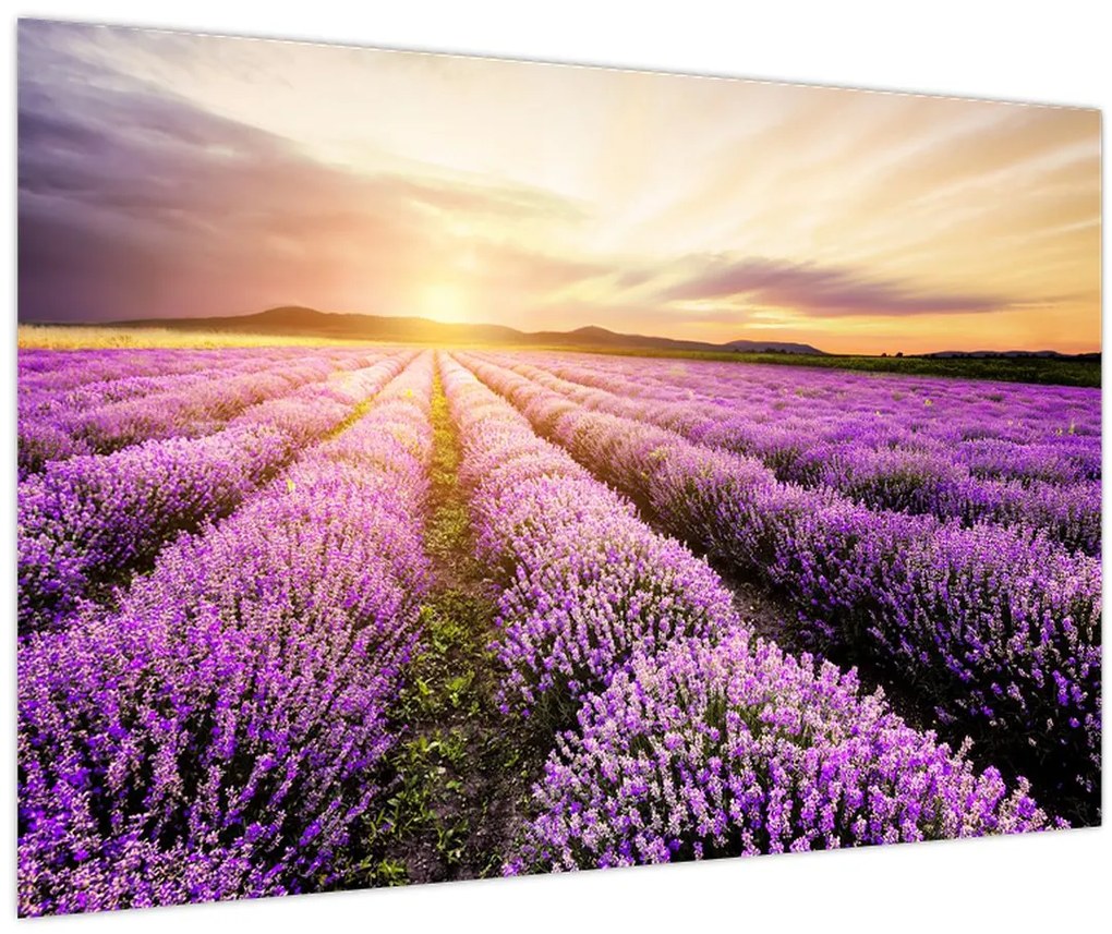 Tablou - Răsărit de soare în câmp de lavandă (90x60 cm)
