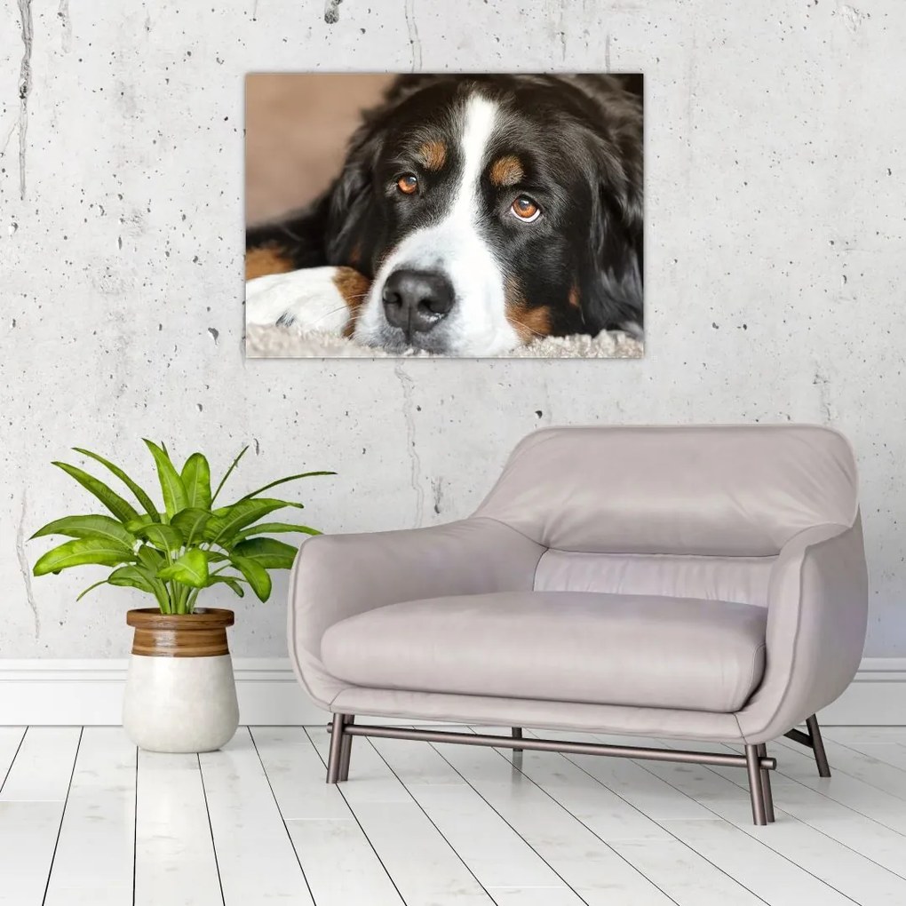 Tablou pe sticlă cu câine (70x50 cm)