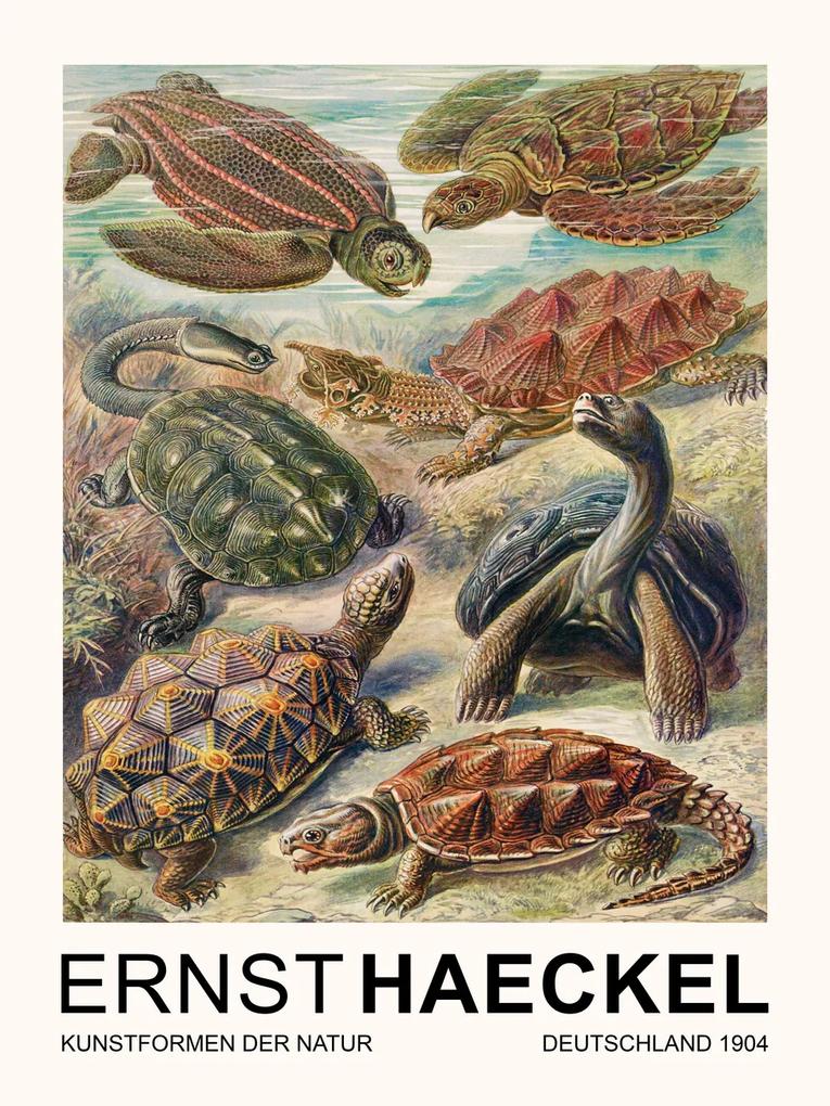 Artă imprimată Chelonia–Schildkröten / Turtles (Vintage Academia) - Ernst Haeckel, (30 x 40 cm)